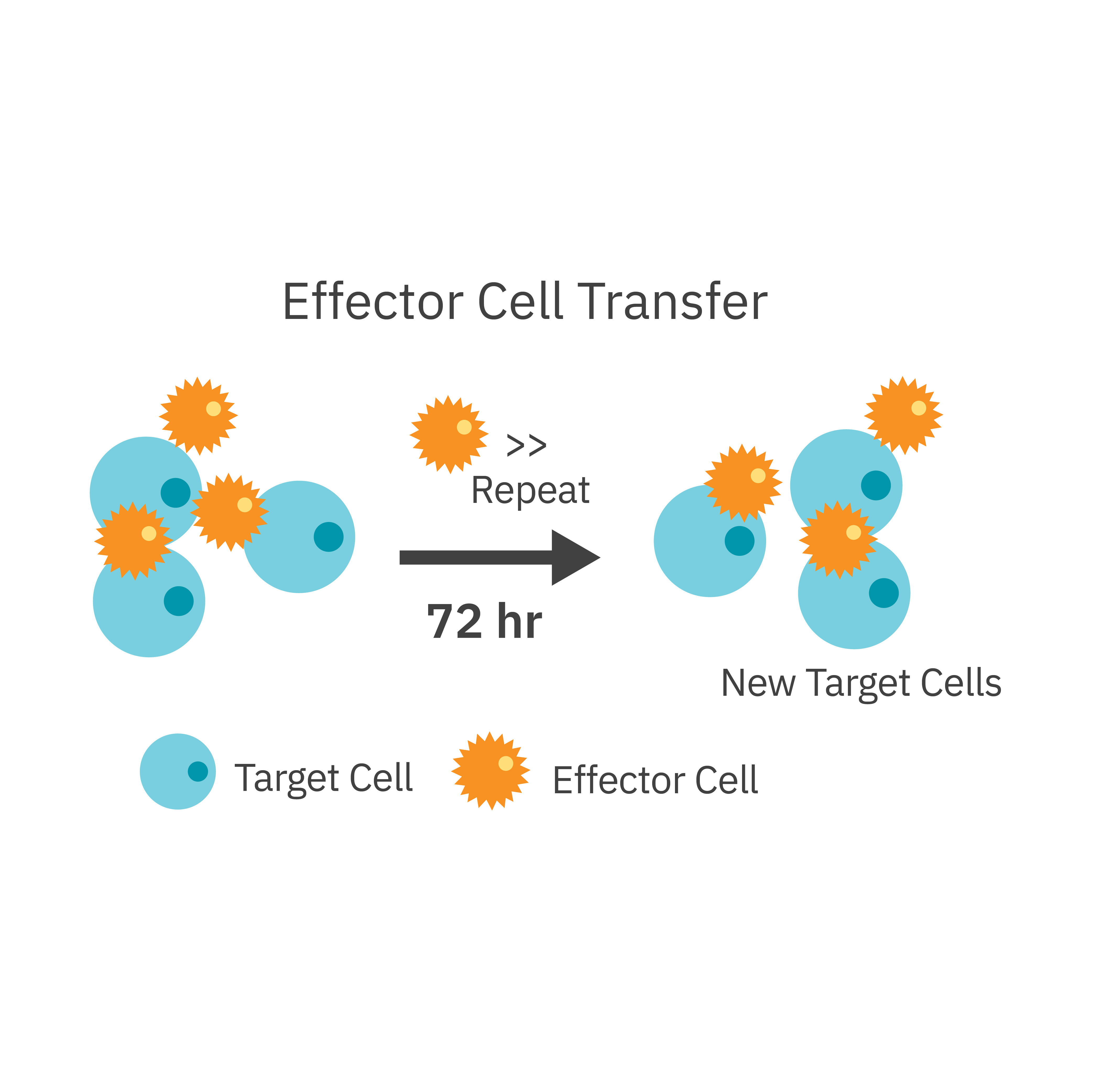 In vitro CAR T Cell Killing assay Axion Biosystems
